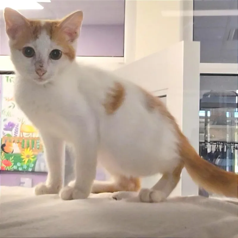 Twix thumbnail 4