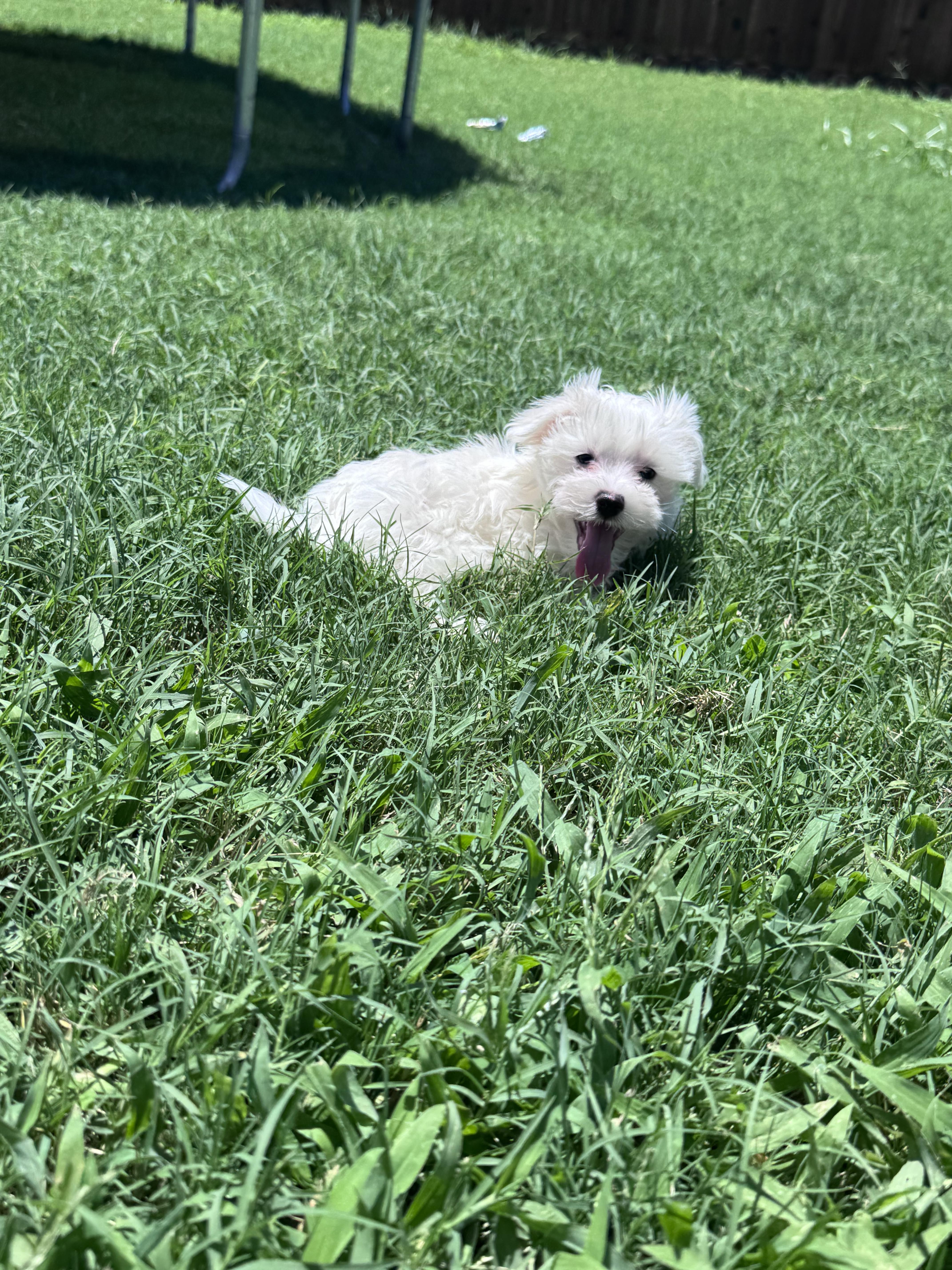 A young small-sized male Maltese dog named Bacon for adoption in Forney, TX