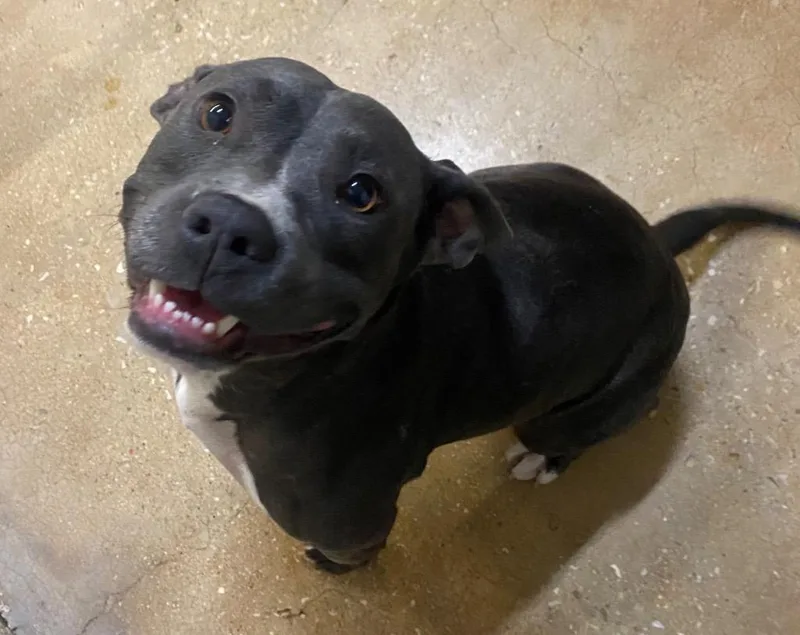 An adult large-sized female Pit Bull Terrier dog named Molly for adoption in Lockhart, TX