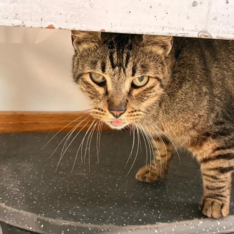 An adult medium-sized male Gray / Blue / Silver Domestic Short Hair cat named Missyfu for adoption in Harlingen, TX