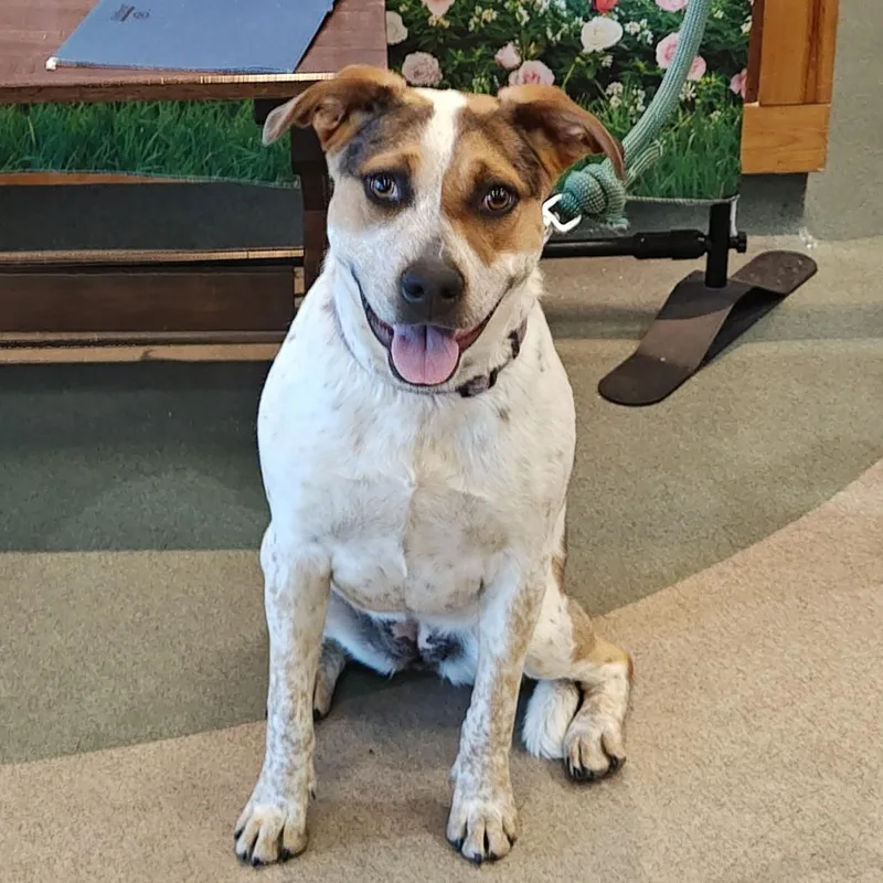A young medium-sized female White / Cream Cattle Dog dog named Pepper for adoption in Upland, CA
