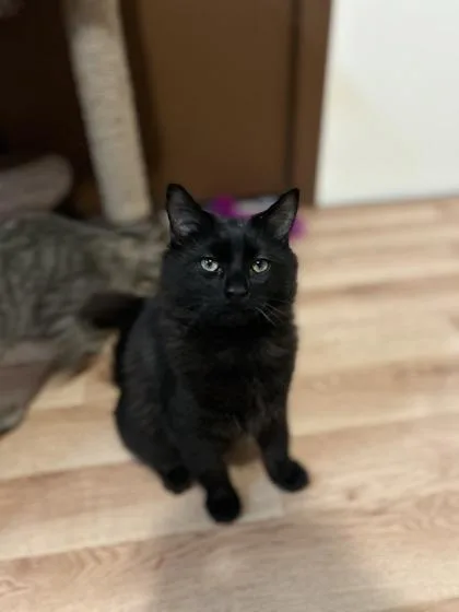 A young small-sized male Domestic Medium Hair cat named Gimli for adoption in Beatrice, NE