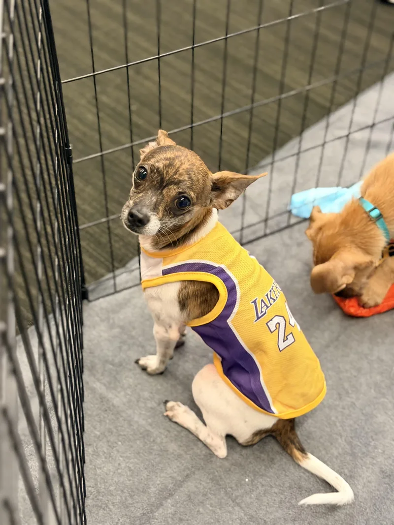 A young small-sized male Chihuahua dog named 67 for adoption in Lodi, CA