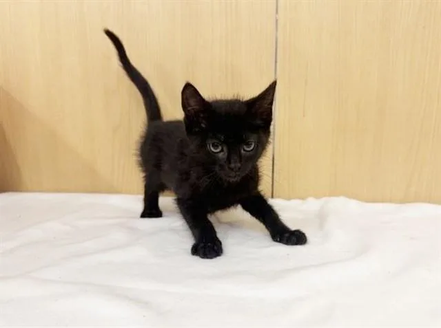 A baby small-sized female Domestic Medium Hair cat named Bashful for adoption in Saint Louis, MO