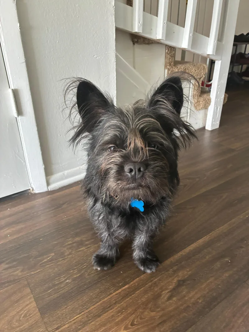A young small-sized male French Bulldog dog named Kilo for adoption in Orlando, FL
