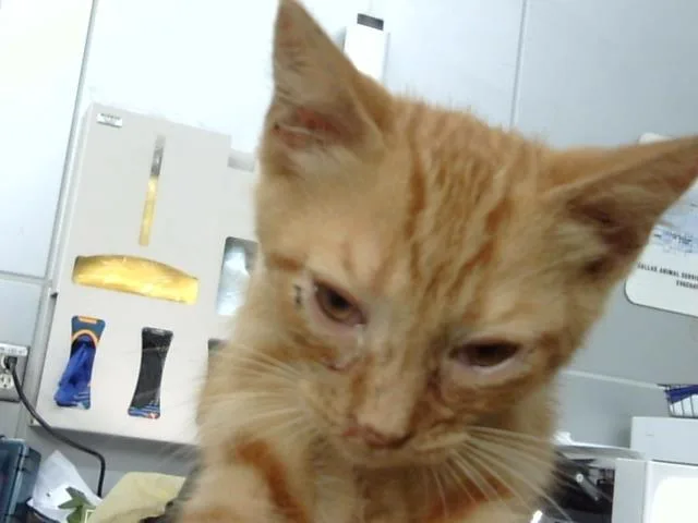 A baby medium-sized male Domestic Medium Hair cat named Bumi for adoption in Dallas, TX