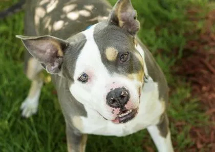 An adult large-sized female White / Cream Mixed Breed dog named Adele for adoption in Hamilton, OH