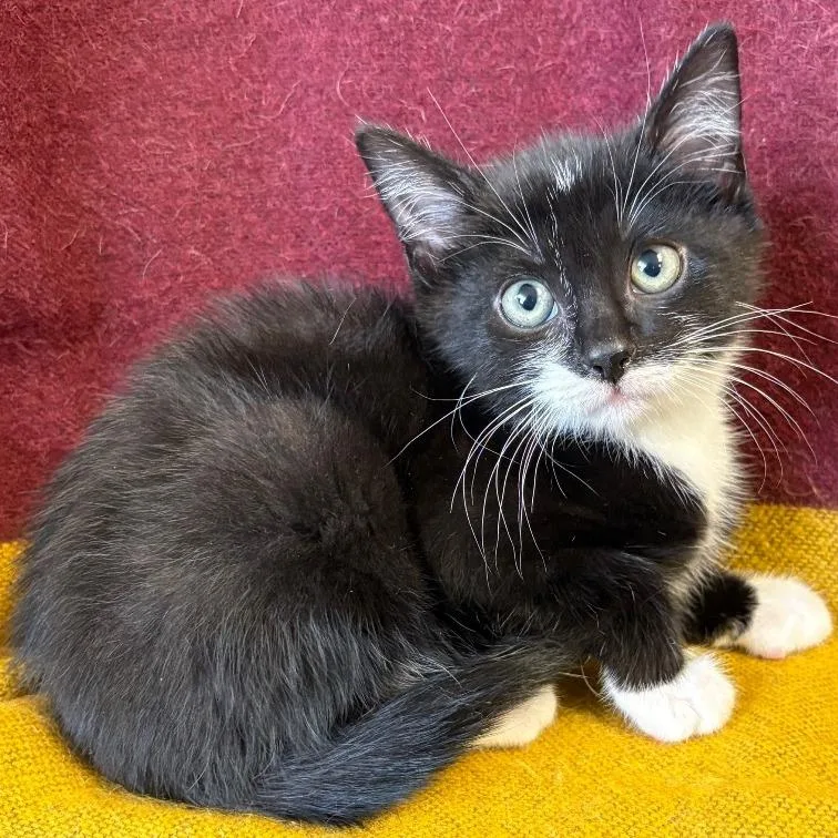 A baby small-sized male Black Domestic Short Hair cat named Spike for adoption in Mount Juliet, TN