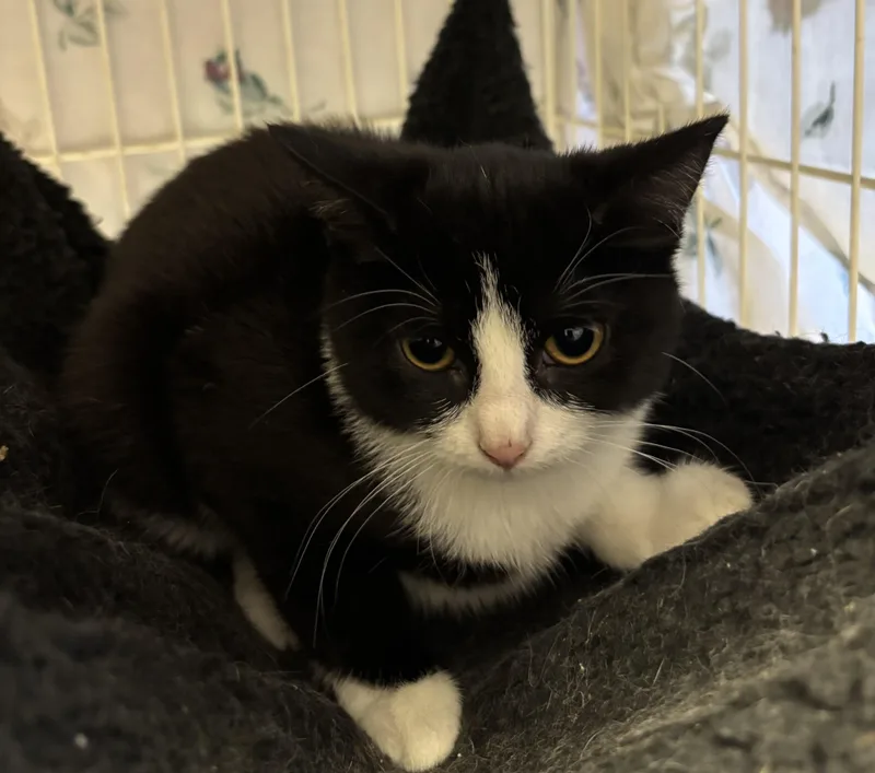 Habanero thumbnail 2