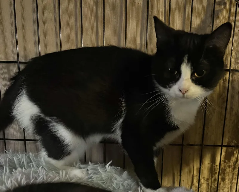 Habanero thumbnail 3