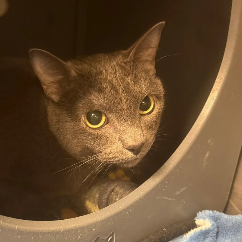 An adult medium-sized female Gray / Blue / Silver Domestic Short Hair cat named Missy for adoption in Kansas City, KS