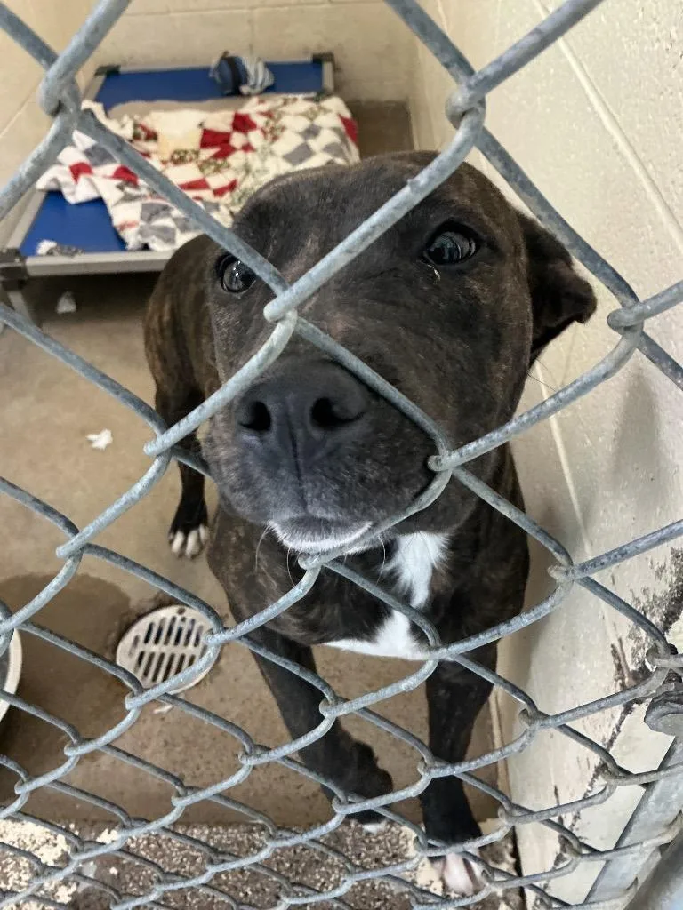 A baby medium-sized female Pit Bull Terrier dog named Jazmine for adoption in Dyersburg, TN