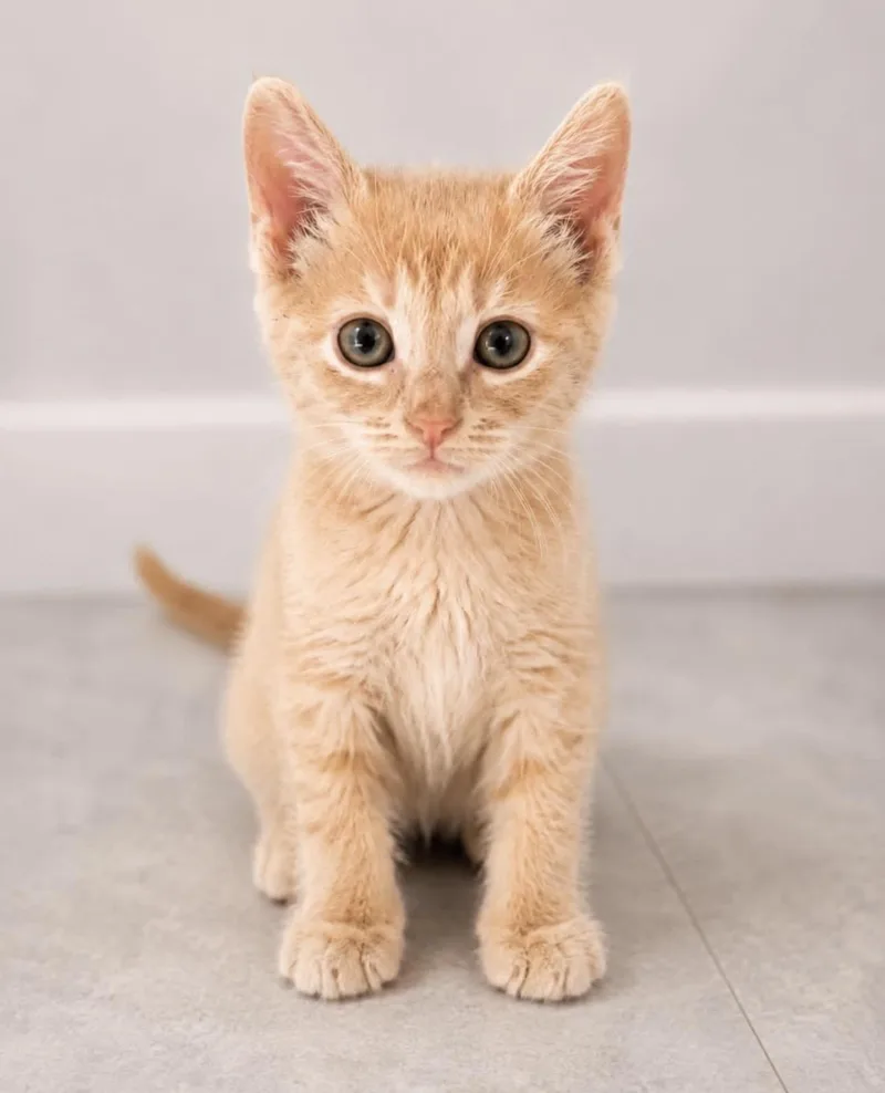 A baby medium-sized male Domestic Short Hair cat named Big Ben for adoption in Lemoyne, PA