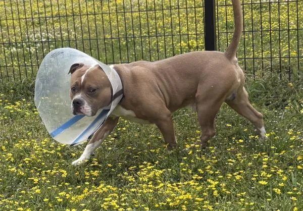 An adult large-sized male Pit Bull Terrier dog named Harley for adoption in Virginia Beach, VA