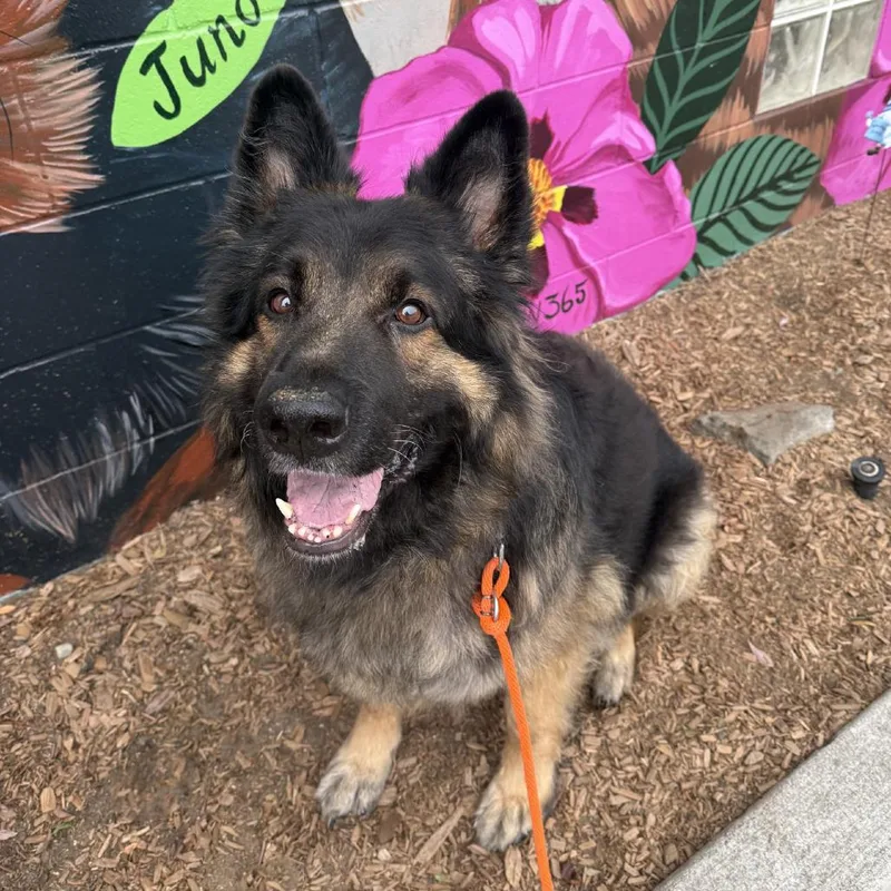 An adult extra large-sized male Black German Shepherd Dog dog named Arthur for adoption in Tacoma, WA