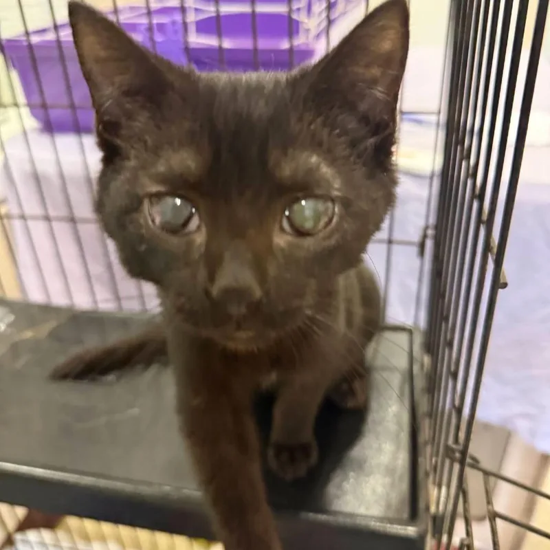 A baby small-sized male Black Domestic Short Hair cat named Prince for adoption in Waynesboro, PA
