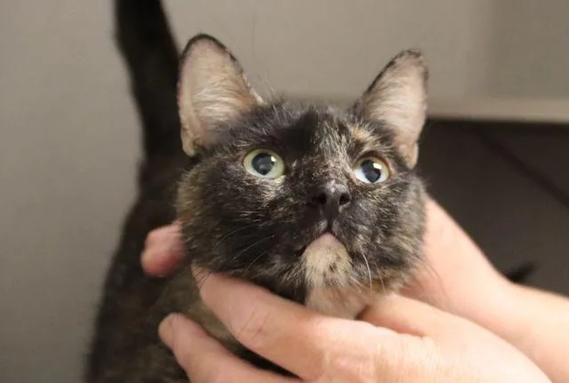 A young small-sized female Domestic Medium Hair cat named Fiona for adoption in Tucson, AZ