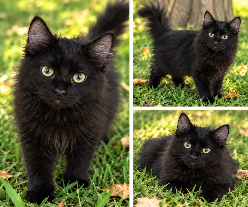 A baby medium-sized male Domestic Medium Hair cat named Phantom for adoption in Kiln, MS