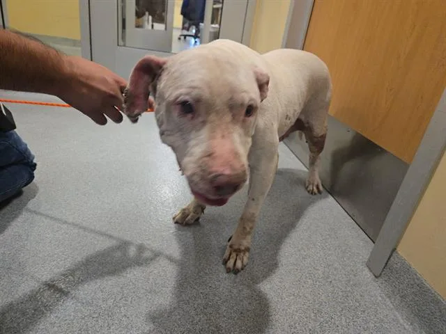 An adult large-sized female Pit Bull Terrier dog named Solara for adoption in Tustin, CA