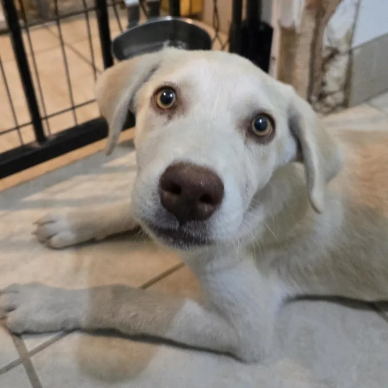 A baby medium-sized female Labrador Retriever dog named Belle for adoption in Mansfield, TX