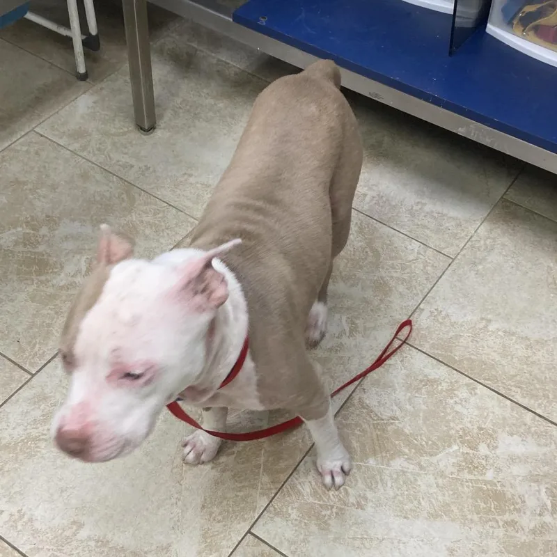 A young medium-sized female Brown / Chocolate Pit Bull Terrier dog named Lola for adoption in Galveston, TX