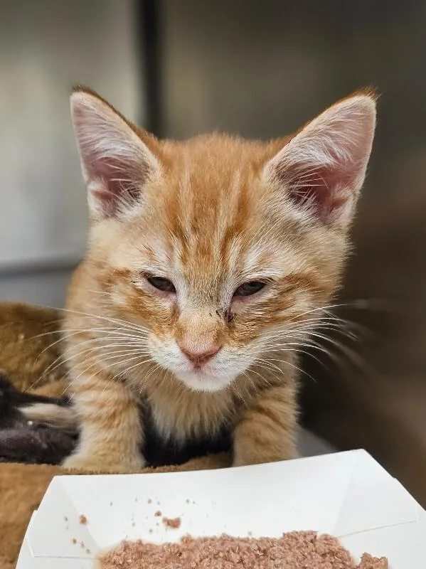 A young medium-sized male Orange / Red Domestic Short Hair cat named Thistle for adoption in Disputanta, VA