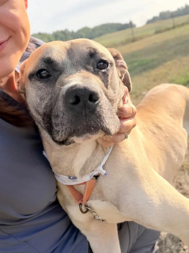 An adult medium-sized male Mixed Breed dog named Huey for adoption in Menomonie, WI