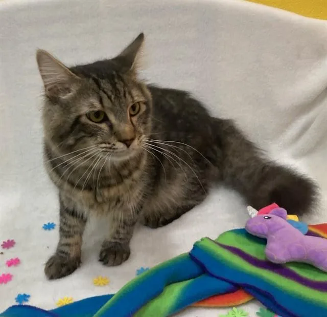 An adult large-sized male Domestic Medium Hair cat named Jago for adoption in Upper Marlboro, MD