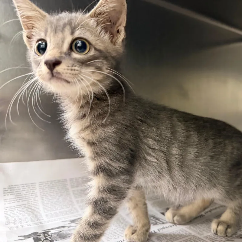 A baby small-sized male Gray / Blue / Silver Domestic Short Hair cat named Snuggles for adoption in Auburn, AL