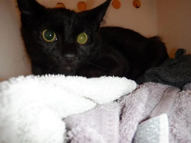 A baby small-sized male Domestic Short Hair cat named Cinder for adoption in San Jose, CA