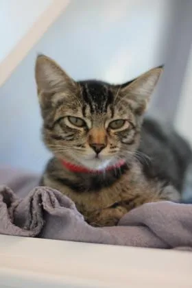 A young small-sized female Domestic Short Hair cat named Brie for adoption in Roseville, CA