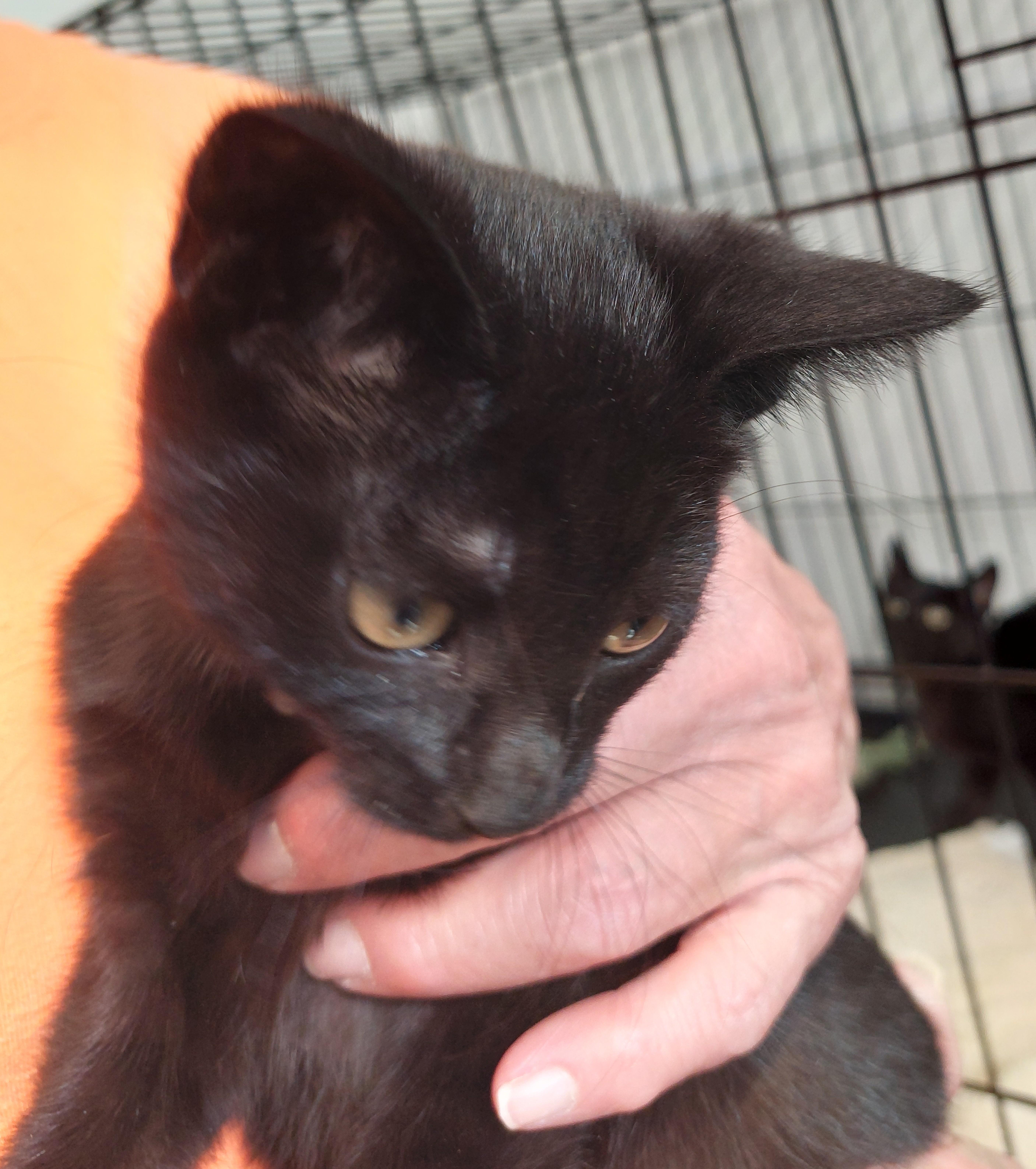 A baby medium-sized male Black Domestic Short Hair cat named Finn for adoption in Rehoboth, MA