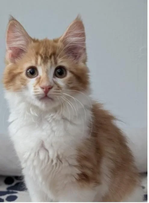 A baby small-sized female Domestic Short Hair cat named Holly Blue for adoption in Beacon, NY