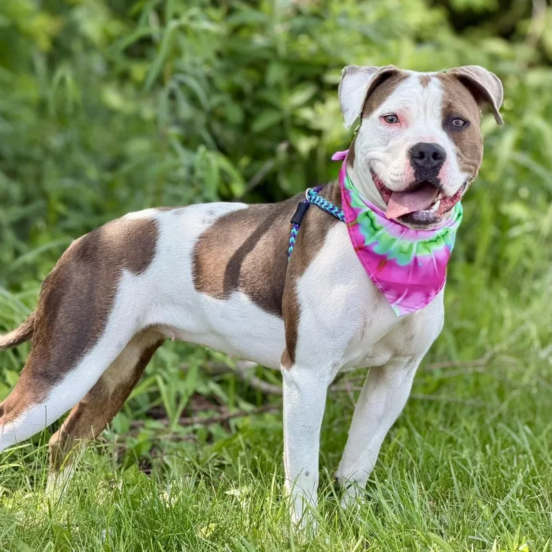 An adult large-sized female Brown / Chocolate American Staffordshire Terrier dog named Bunni for adoption in Effingham, IL
