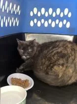 A senior large-sized female Gray / Blue / Silver Domestic Medium Hair cat named Lemonade for adoption in Phoenix, AZ