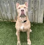 An adult large-sized male Apricot / Beige Cane Corso dog named Sir Hugo for adoption in Hilliard, OH