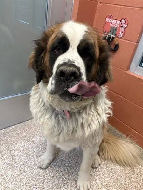 A young extra large-sized female Saint Bernard dog named Shaylyn for adoption in Colorado Springs, CO