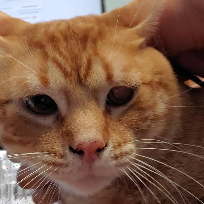 A young large-sized male Orange / Red Domestic Short Hair cat named Oliver for adoption in Lake Jackson, TX