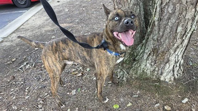 A young medium-sized male Pit Bull Terrier dog named Bruce for adoption in Charlotte, NC