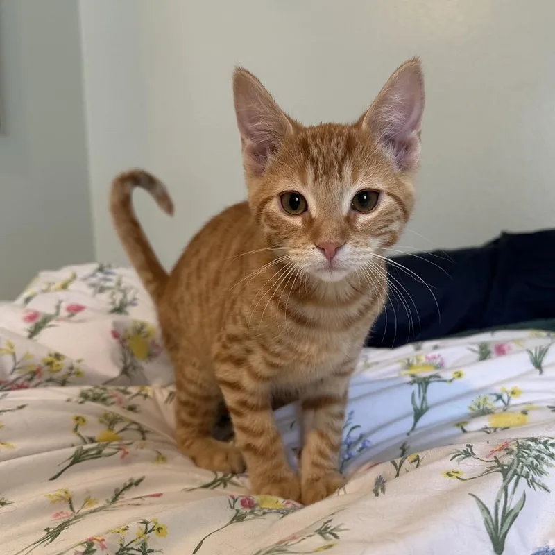 A baby small-sized male Orange / Red Domestic Short Hair cat named Hashbrown for adoption in Spokane, WA