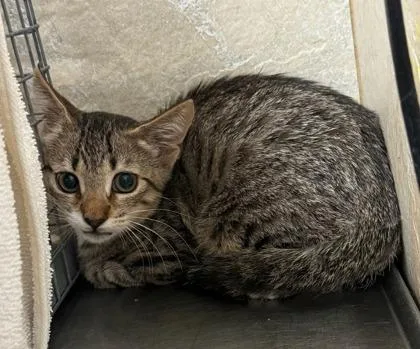 A baby small-sized female Domestic Short Hair cat named Maureen for adoption in Honolulu, HI