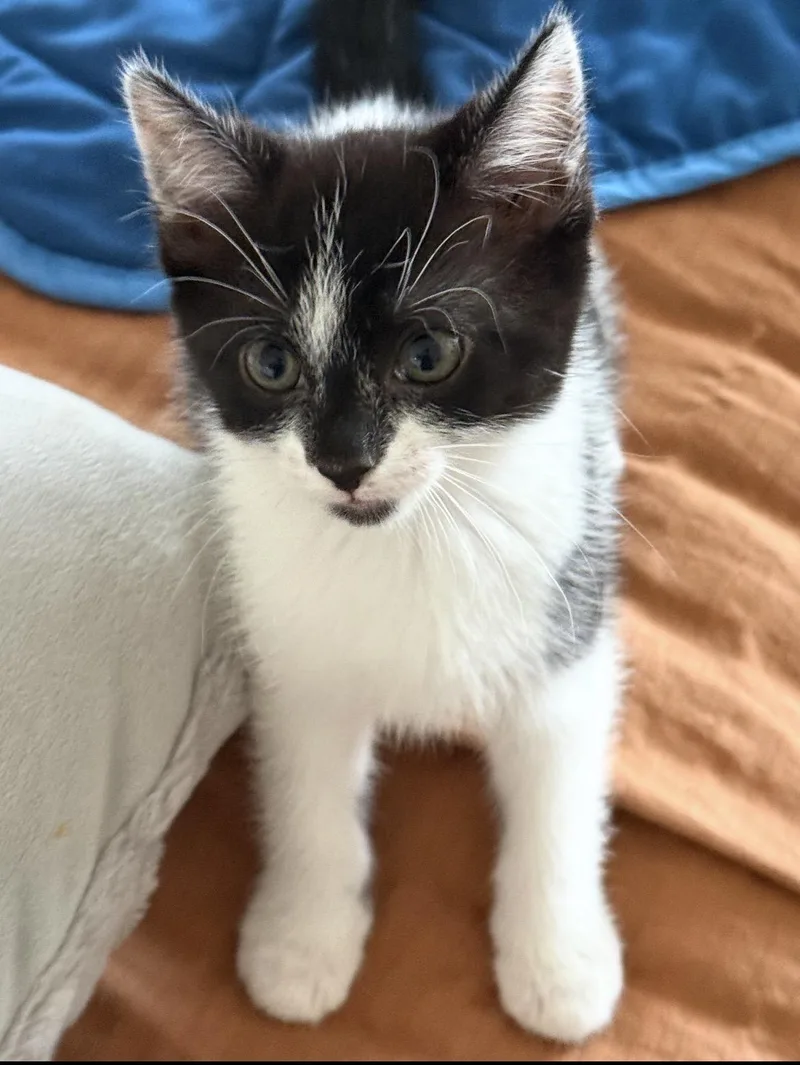 A baby small-sized female Domestic Short Hair cat named Jersey for adoption in Spotswood, NJ
