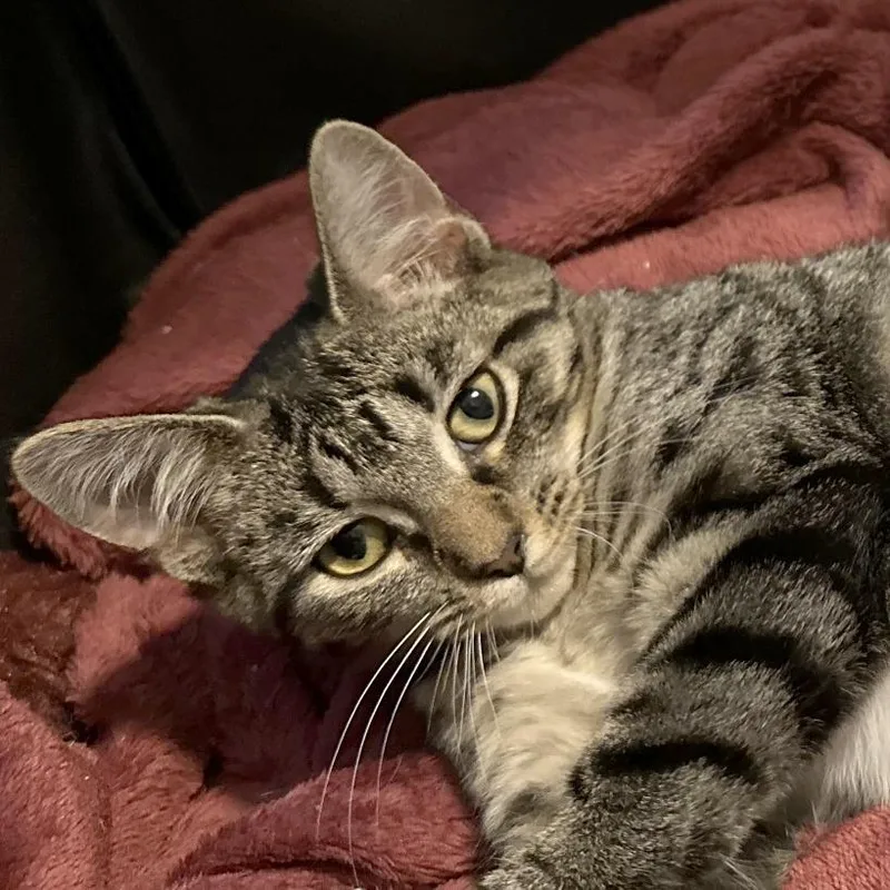 A baby small-sized female Brown / Chocolate Domestic Short Hair cat named Porcupine for adoption in Traverse City, MI