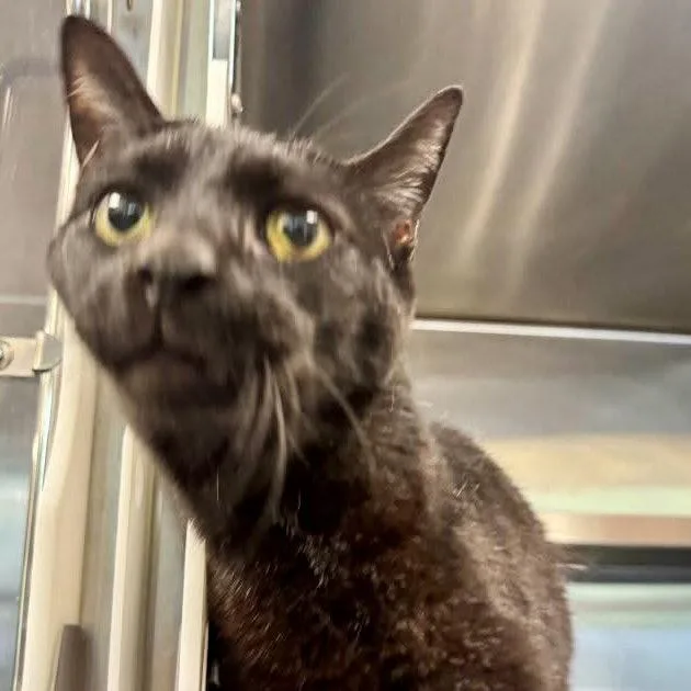 An adult medium-sized male Black Domestic Short Hair cat named Mica for adoption in Hilton Head Island, SC