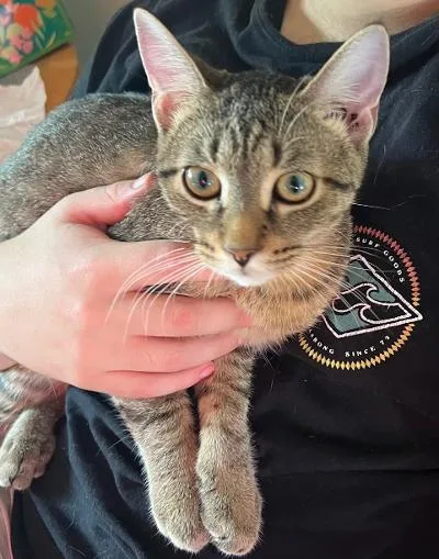 A baby medium-sized male Tabby (Brown / Chocolate) Domestic Short Hair cat named Enchilada for adoption in Mokena, IL