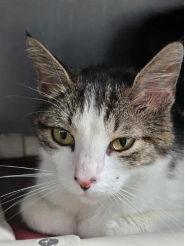 An adult medium-sized female Tabby (Gray / Blue / Silver) Domestic Short Hair cat named Wilma for adoption in Marshall, NC