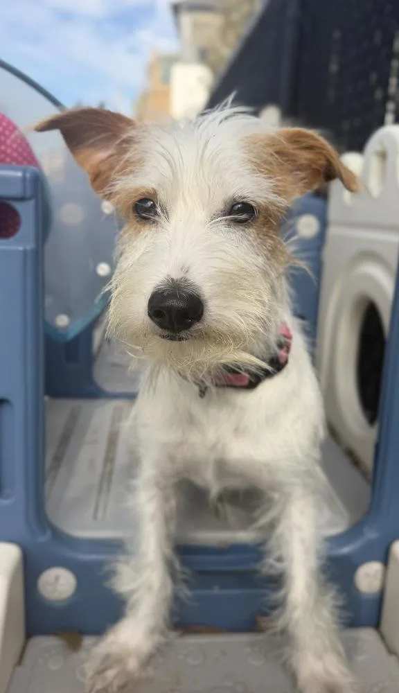 A young small-sized female Tricolor (Brown, Black, & White) Jack Russell Terrier dog named Billie Eilish for adoption in Richmond, TX