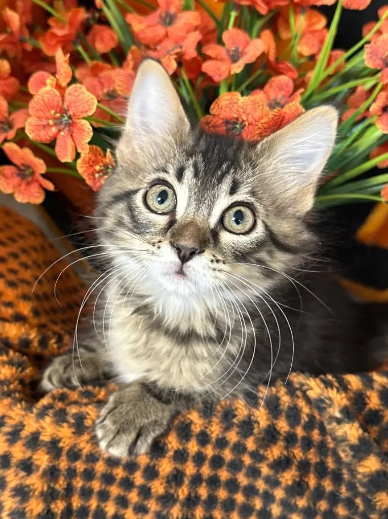 A baby small-sized female Domestic Short Hair cat named Hana for adoption in Stillwater, OK