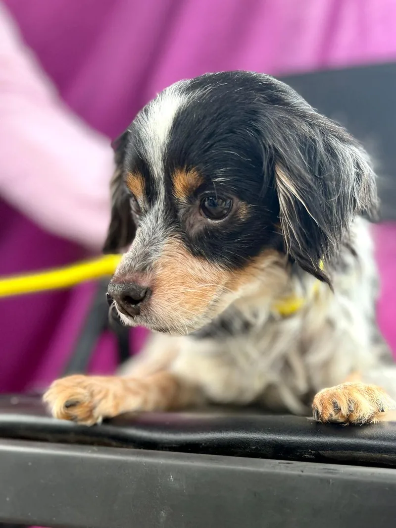 An adult small-sized male Tricolor (Brown, Black, & White) Chihuahua dog named Pipkin for adoption in Livingston, TX