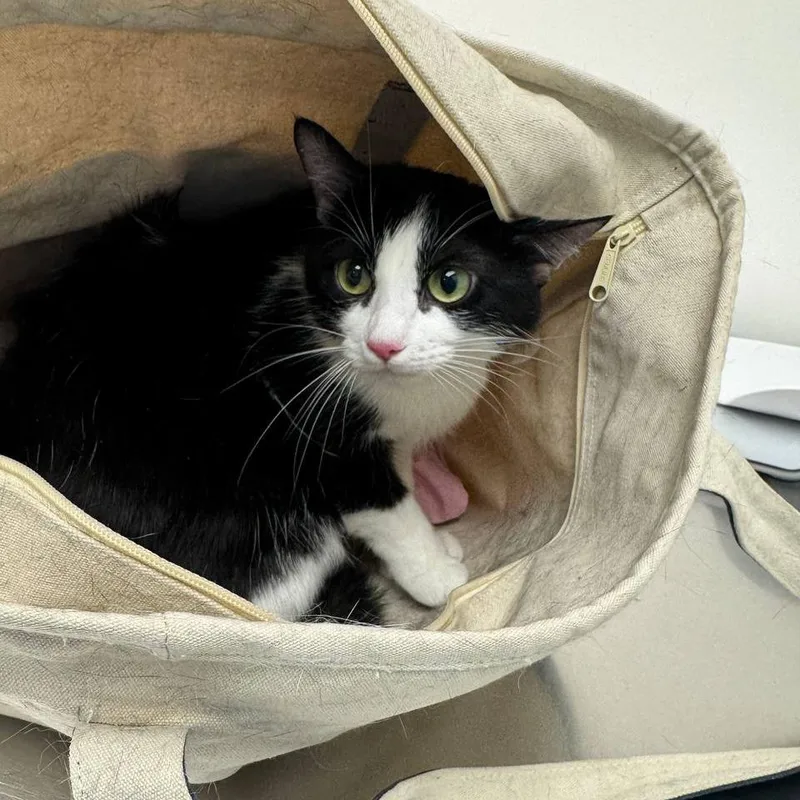 An adult medium-sized female Black Domestic Medium Hair cat named Peppa for adoption in New York, NY